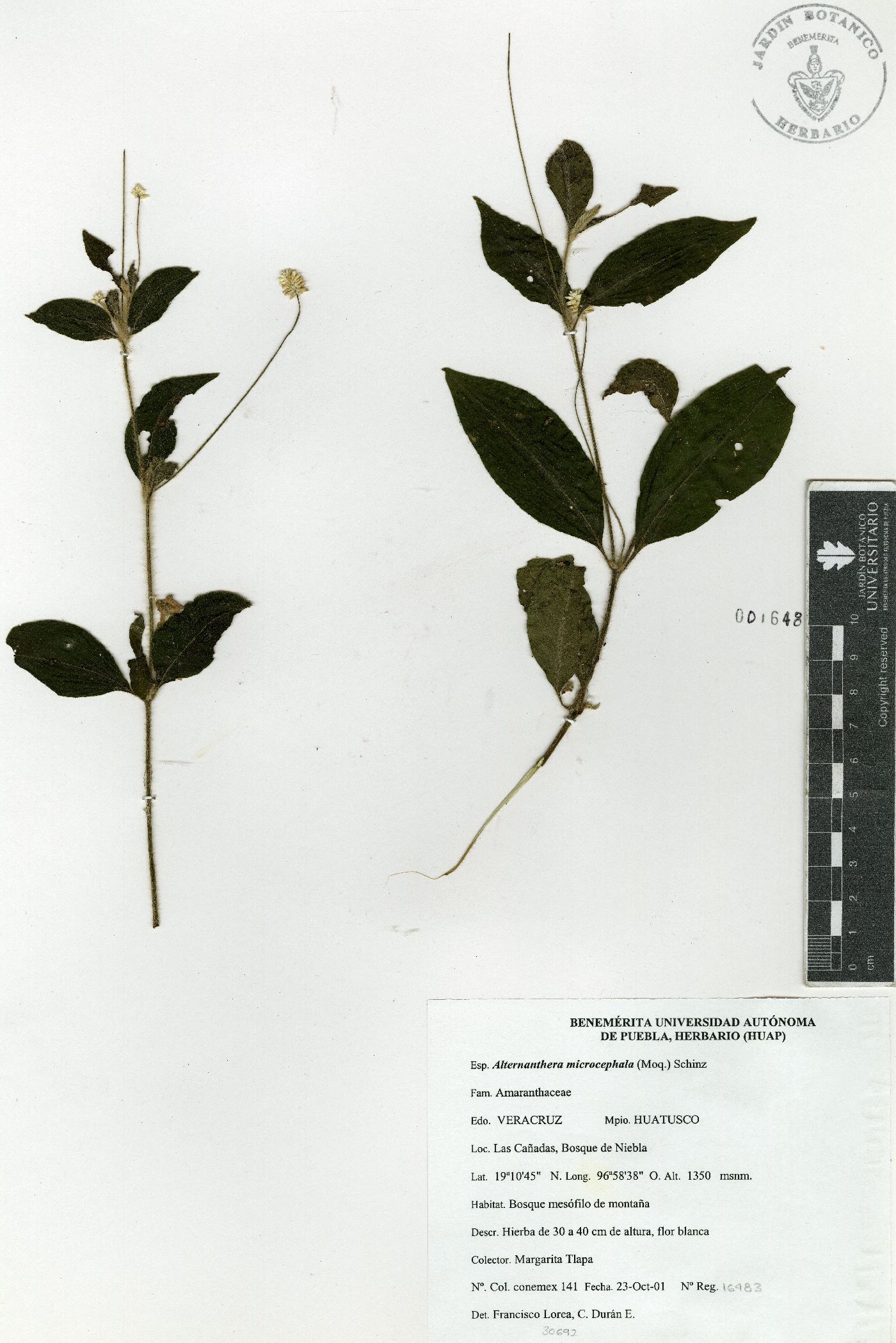 Alternanthera lanceolata image