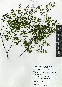 Adiantum tricholepis image