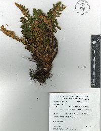 Notholaena brachypus image