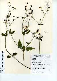 Bidens pilosa image