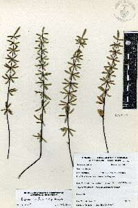 Pellaea ternifolia subsp. ternifolia image