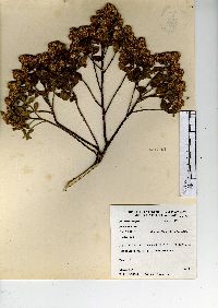 Baccharis conferta image