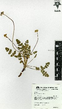 Tauschia nudicaulis image