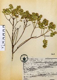 Baccharis conferta image