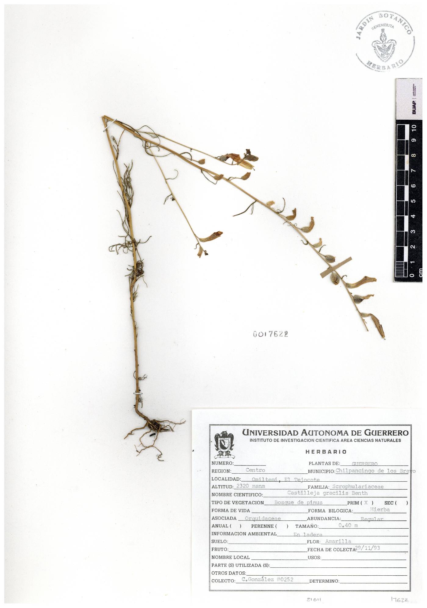 Castilleja gracilis image