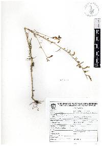 Castilleja gracilis image