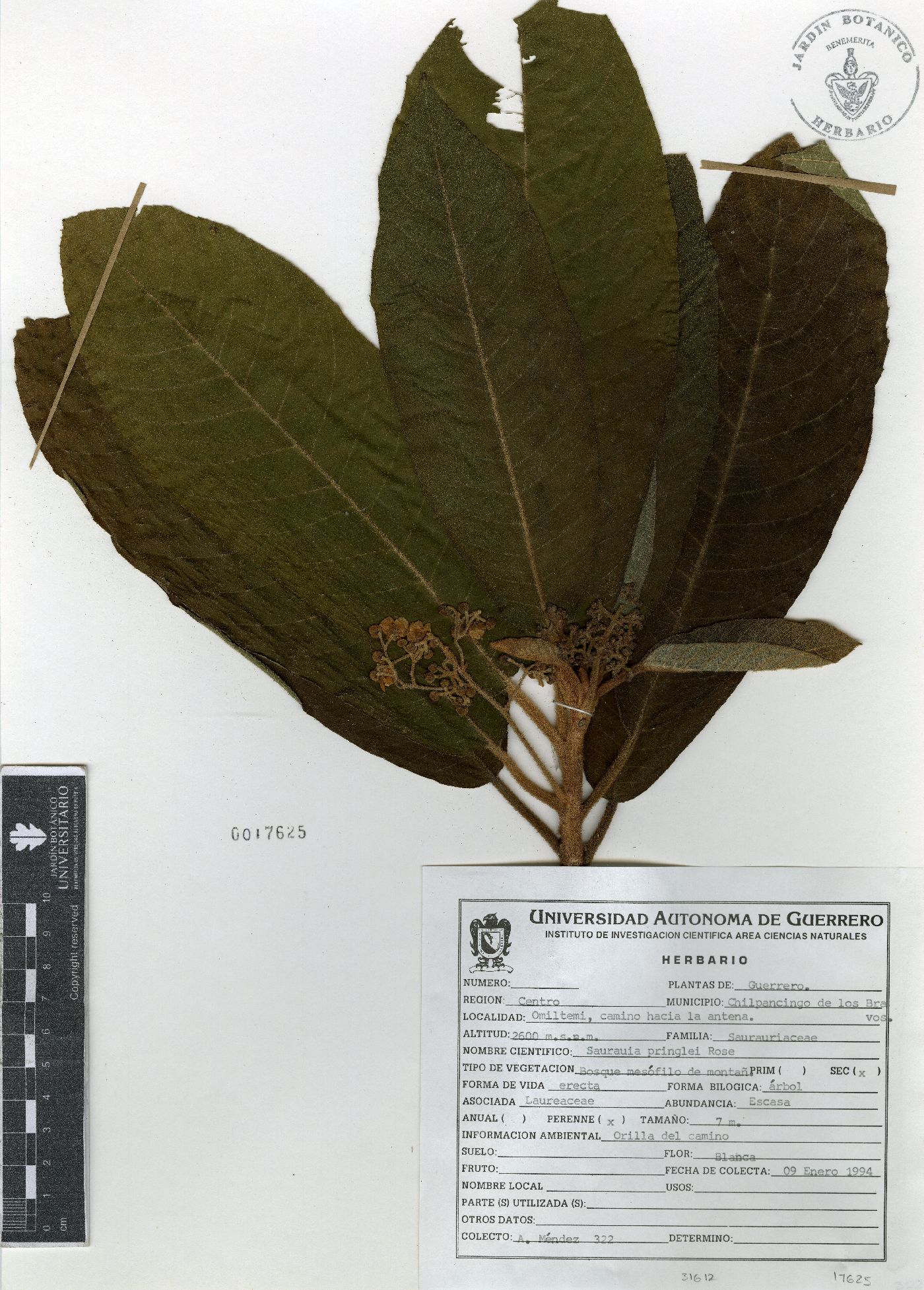 Saurauia pringlei image