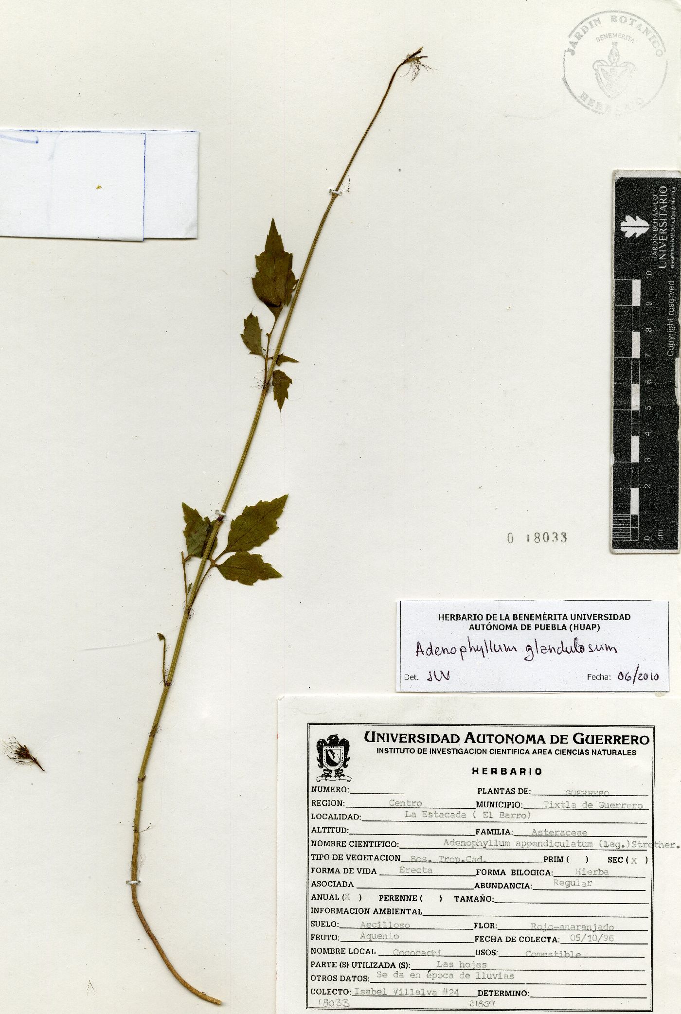 Adenophyllum glandulosum image