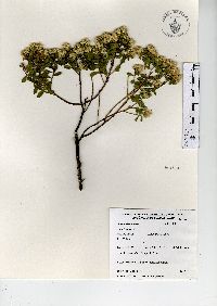 Baccharis conferta image