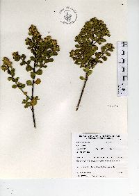 Baccharis conferta image