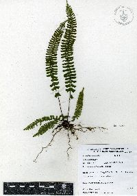 Asplenium monanthes image