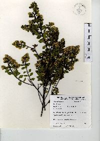 Baccharis conferta image