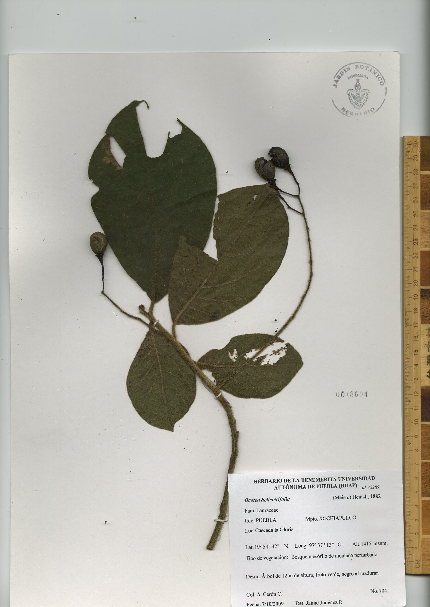 Ocotea macrophylla image