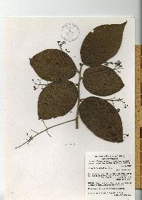 Ocotea macrophylla image