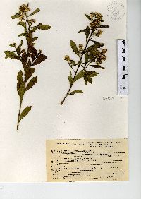 Baccharis heterophylla image
