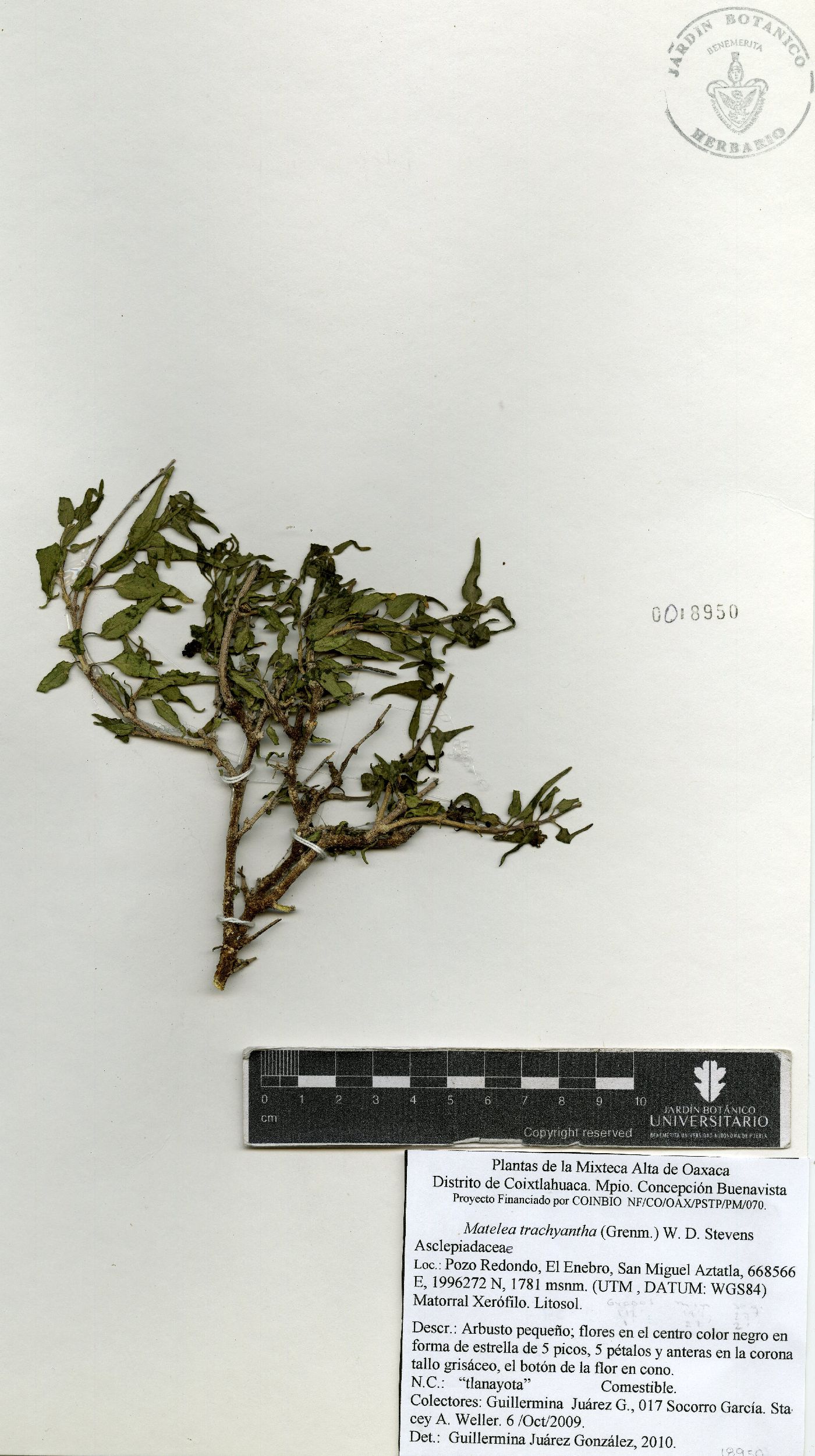 Talayotea trachyantha image