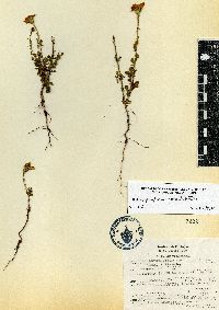 Adenophyllum porophyllum var. cancellatum image