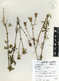 Adenophyllum glandulosum image