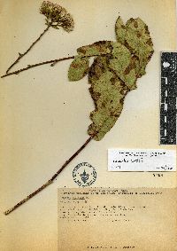 Acourtia cordata image