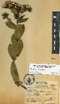 Acourtia humboldtii image