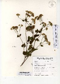 Ageratina pichinchensis image