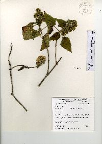 Ageratina petiolaris image