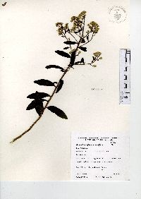 Baccharis multiflora var. multiflora image