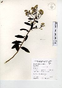 Baccharis multiflora image