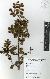 Rhus chondroloma image