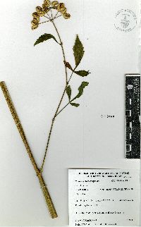 Prionosciadium thapsoides image