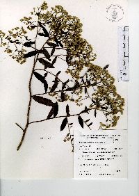 Baccharis multiflora image