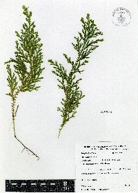 Selaginella stellata image