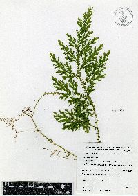 Selaginella stellata image