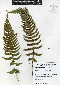 Blechnum appendiculatum image