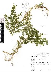 Selaginella flexuosa image