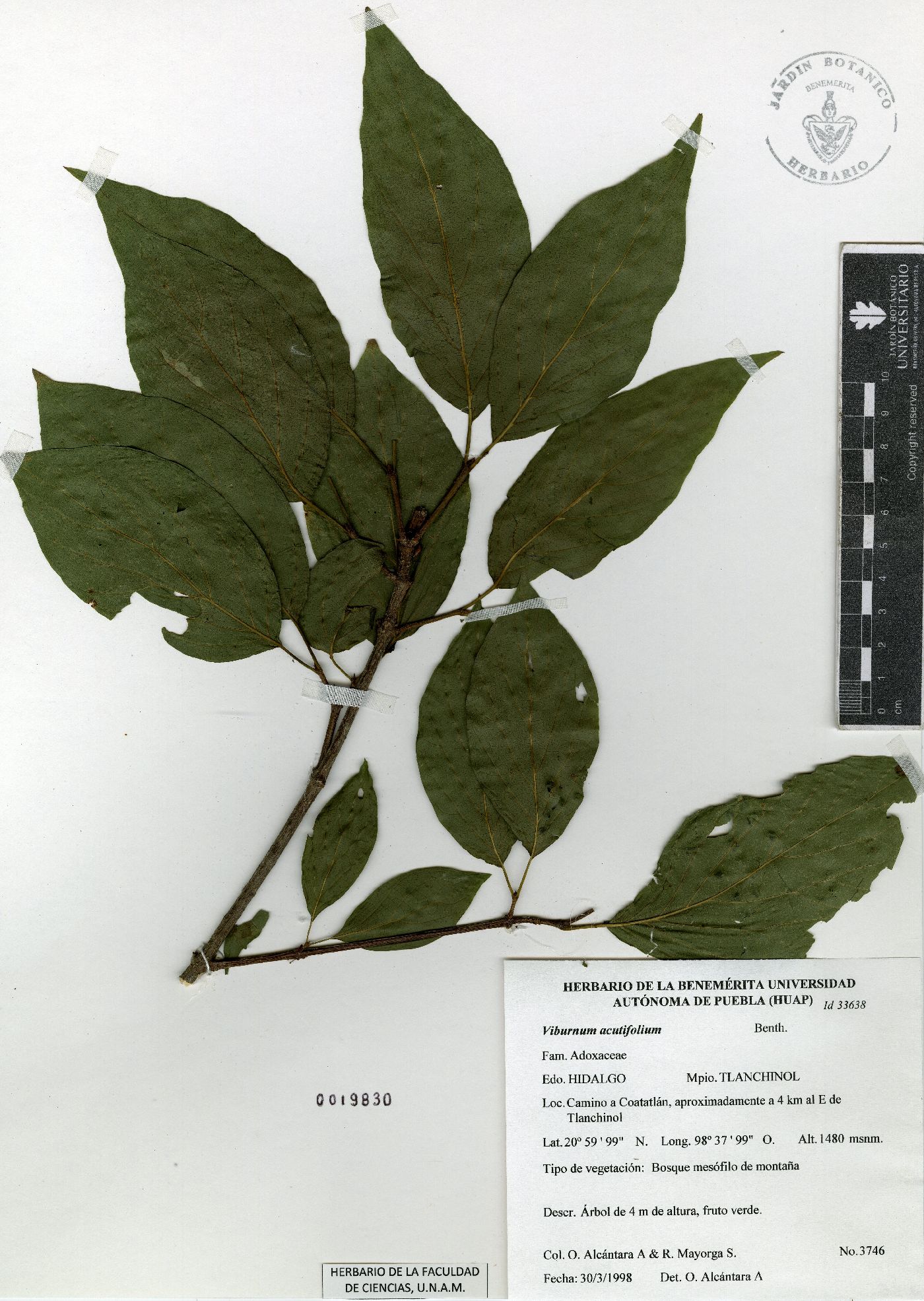 Viburnum acutifolium image