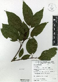 Image of Viburnum acutifolium