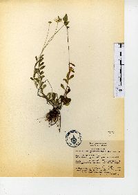 Astranthium purpurascens image