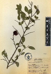 Annona globiflora image