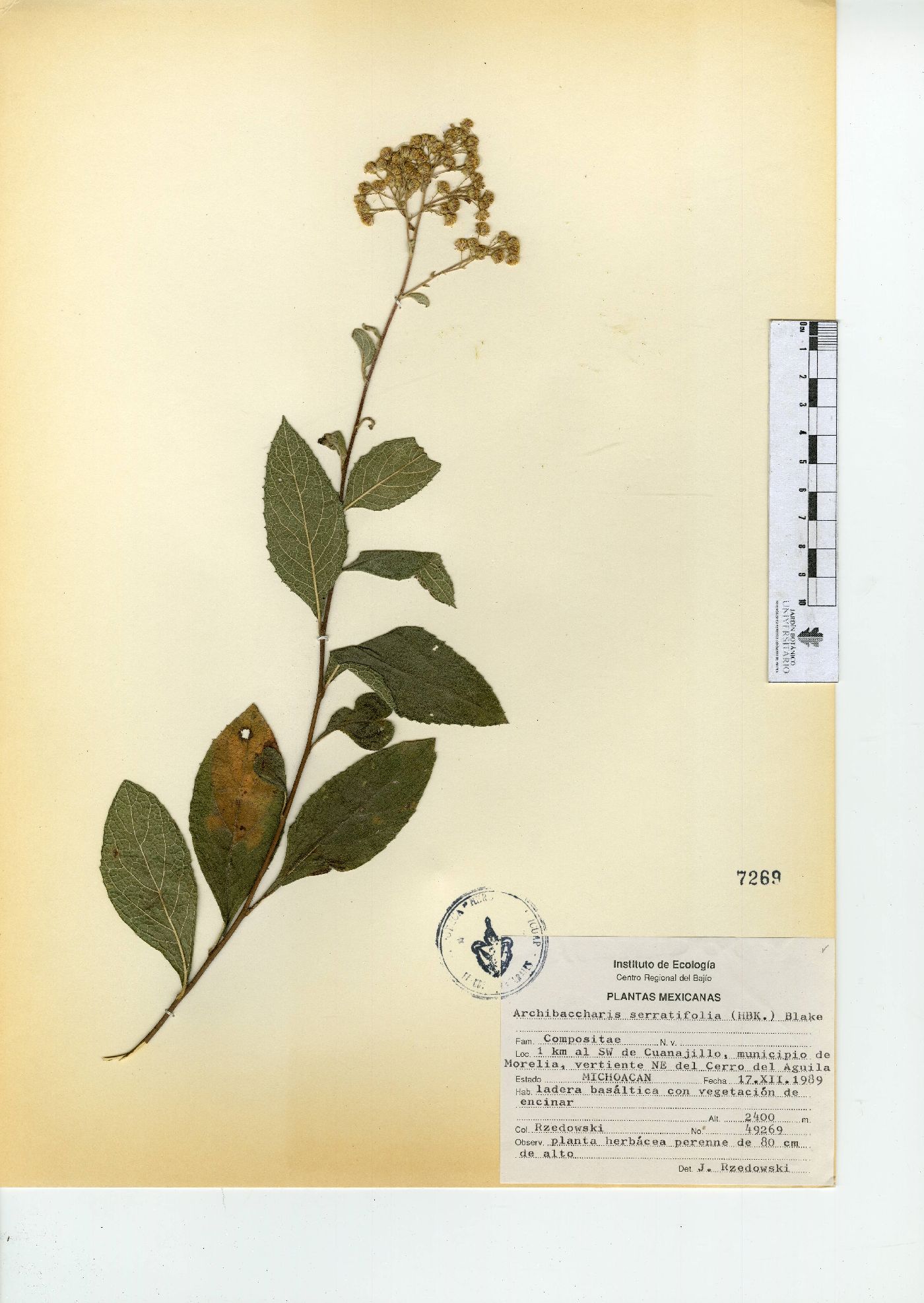 Archibaccharis serratifolia image