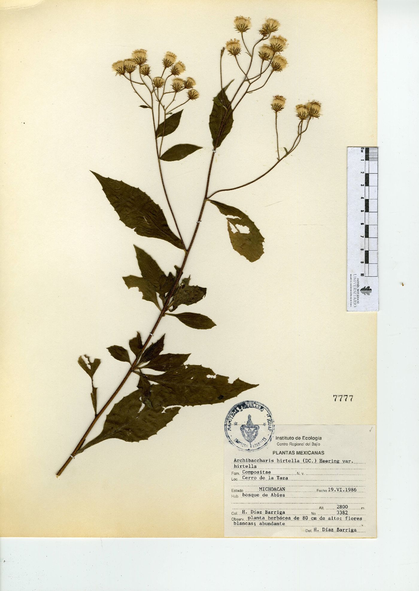 Archibaccharis hirtella var. hirtella image