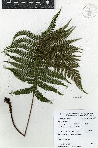 Polystichum hartwegii image