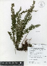 Asplenium sessilifolium image