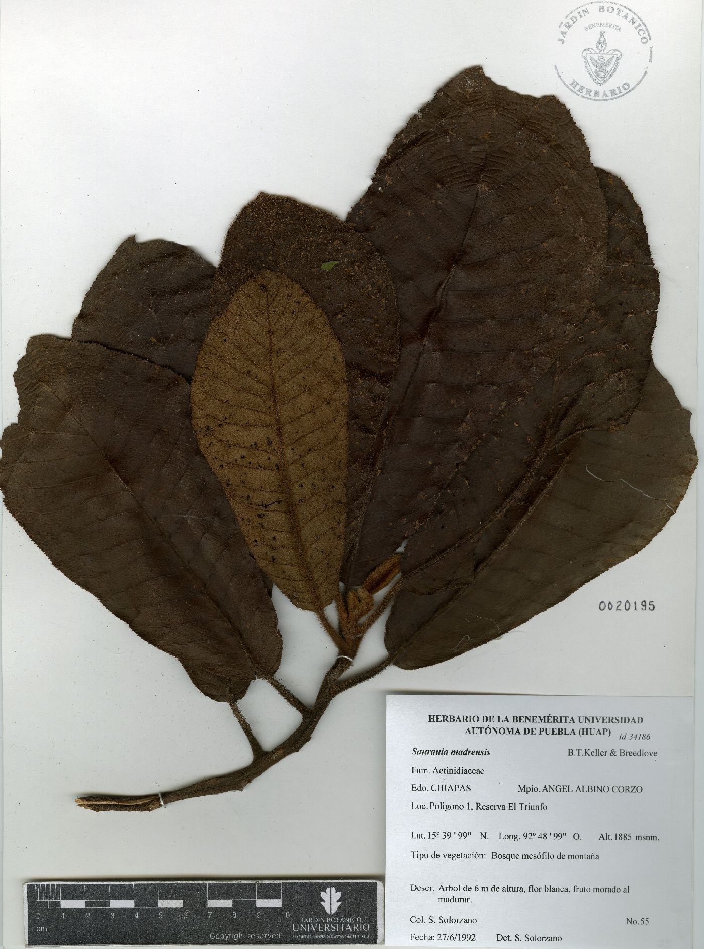 Saurauia madrensis image