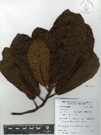 Image of Saurauia madrensis
