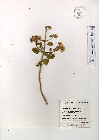 Ageratina tomentella image