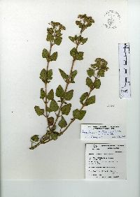 Ageratina tomentella image