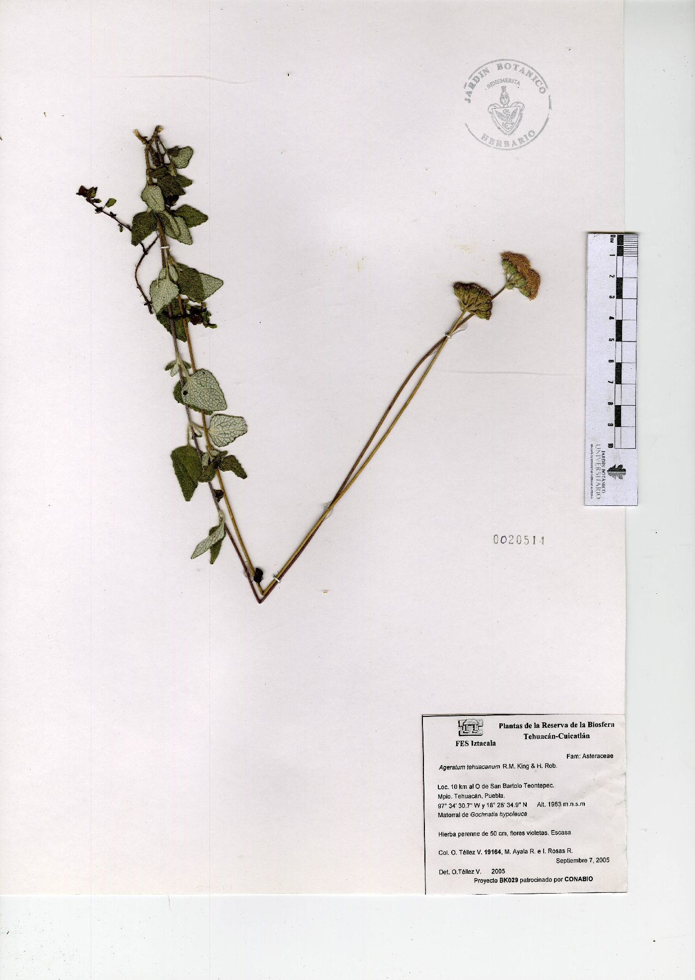 Ageratum tehuacanum image