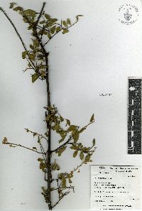 Iresine rotundifolia image