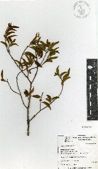 Vallesia glabra image